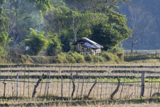 Harvested rice paddies with a small hut, Vang Vieng, Vientiane province, Laos, Asia