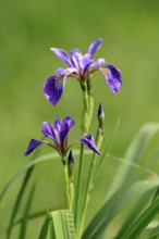 American marsh iris (Iris versicolor), flower, in bloom, at a pond, Ellerstadt, Germany, Europe