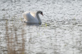 Mute swan (Cygnus olor), adult bird swimming on a pond, Lower Saxony, Germany, Europe