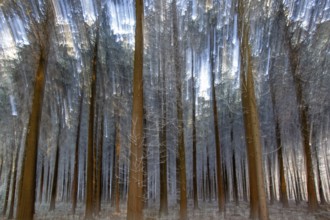 Winter, trees with hoarfrost in the forest, distorted, Baden-Würtemberg, Germany, Europe