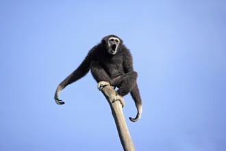 White-handed gibbon (Hylobates lar), Lar, adult, tree, calling