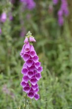 Common foxglove (Digitalis purpurea), flowers, close-up, from the plantain family, highly toxic,