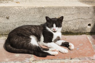 Close-up of black and white feral Felis catus - Cat resting on a terracotta stone step, Old Town of