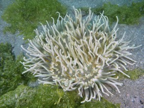 A sea anemone with long white tentacles, corkscrew anemone (Macrodactyla doreensis), surrounded by