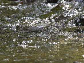 Common Dipper (Cinclus cinclus), adult bird walking through shallow water in a hill stream, with