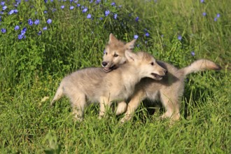 Wolf (Canis lupus), young, eight weeks old, two animals, meadow, flowers, two, siblings, playing,