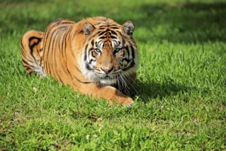 Sumatran Tiger (Panthera tigris sumatrae), adult male alert, Sumatra