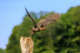 Sao Tome Barn Owl (Tyto thomensis), adult on wait, soaring, captive, Germany, Europe