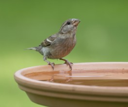 House sparrow (Passer domesticus) standing on a bird bath, Lower Saxony, Germany, Europe