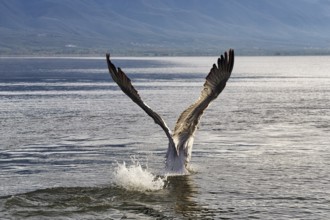 Dalmatian Pelican (Pelecanus crispus) flying off, Lake Kerkini, Lake Kerkini, Central Macedonia,