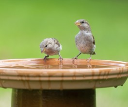 House sparrows (Passer domesticus) standing on a bird bath, Lower Saxony, Germany, Europe