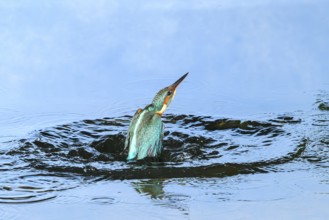 Common kingfisher (Alcedo atthis) flying out of the water after hunting fish, wildife, Catalonia,