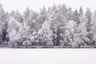 Frosty tree in a forest by a snow covered lake a cold winter day