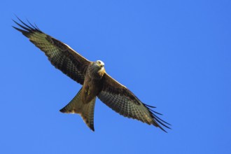 Red Kite, Milvus milvus, bird in flight