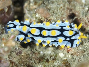 A blue and yellow nudibranch with distinctive patterns, Adriate wart slug (Phyllidia varicosa), on