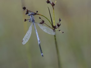 Emerald Damselfly (Lestes sponsa) sits on a rush stalk, the first rays of sunlight dry the wings,