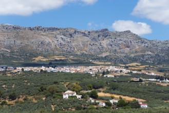 A picturesque village surrounded by olive groves under a clear blue sky with mountains in the