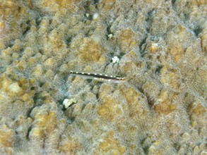 A small fish, yellow spotted dwarf goby (Eviota sebreei) on a stony coral, dive site Sweet Reef,