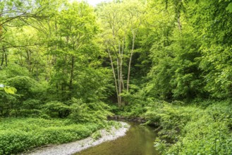 The Eltzbach stream in the Elz valley near Wierschem, Rhineland-Palatinate, Germany, Europe