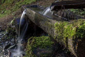 Water runs over moss-covered wooden channels into a small fountain in a quiet forest, Neukirchen am