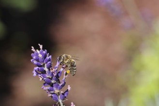 European honey bee (Apis mellifera), collecting nectar from a flower of lavender (Lavandula