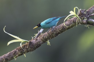 Caped Sunbird (Chlorophanes spiza), Costa Rica, Central America