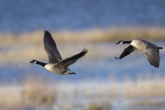 Canada goose (Branta canadensis), Sweden, Europe