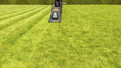 Hayter cordless electric lawnmower cutting lawn grass into stripes, UK