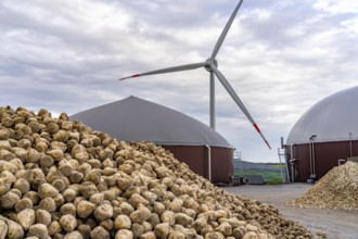 Biogas plant produces gas from various biomass, here the sugar beet storage, the electricity is