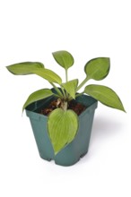 'Hosta x tardiana June' plant with lime green leaves with darker edges in plastic flower pot on