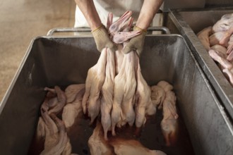 Production of salted ducks factory Nan Jing Ying Tao Yo Co. Ltd., for consumption in restaurants