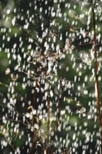 Watering the garden, early September, Germany, Europe