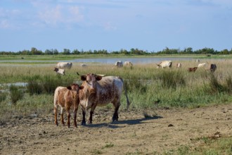 Cows and calves, Longhorn and Spanish cattle, standing in a pasture near a body of water under a