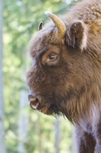 European bison (Bison bonasus) portrait in a forest in spring, Bavarian Forest, Germany, Europe