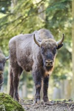 European bison (Bison bonasus) in a forest in spring, Bavarian Forest, Germany, Europe