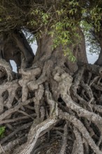 Rhine bank near Duisburg-Baerl, old silver willow, exposed roots, North Rhine-Westphalia, Germany,