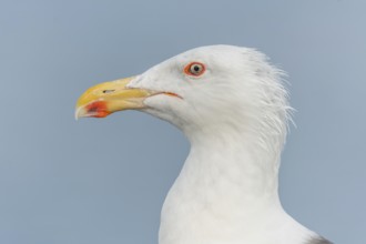 Lesser Black-backed Gull (Larus fuscus) portrait in a harbour on the Atlantic coast. Camaret,