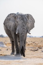 African elephant (Loxodonta africana), African savannah, Nxai Pan National Park, Botswana Botswana