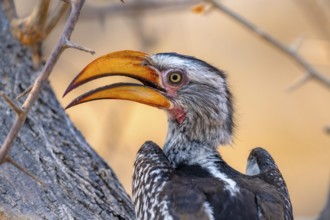 Red-ringed Hornbill (Tockus leucomelas), bird sitting on a tree trunk, animal portrait, Nxai Pan