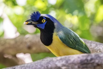 Inca jay (Cyanocorax yncas), Aviario Nacional de Colombia, Via Baru, Province of Cartagena,