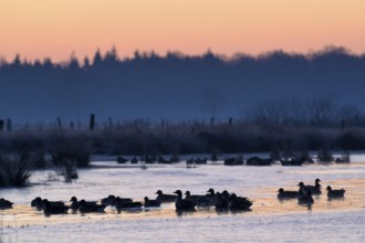 White-fronted Goose (Anser albifrons), at roost, in front of sunrise, dusk, morning, Dingdener