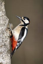 Great spotted woodpecker (Dendrocopos major), male, Dingdener Heide nature reserve, North