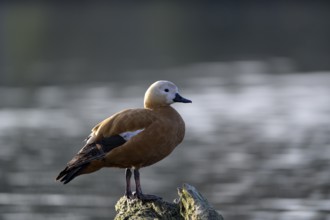 Ruddy shelduck (Tadorna ferruginea), Heiligenhaus, North Rhine-Westphalia, Germany, Europe