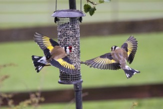 European Goldfinch (Carduelis carduelis), two adult birds fighting and squabbling over food, at