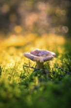 A lone mushroom glows in a mossy environment in the forest, illuminated by warm points of light in