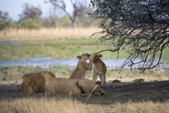 Lion (Panthera leo), animal family, adult male lying in dry grass, two cubs playing, Khwai,