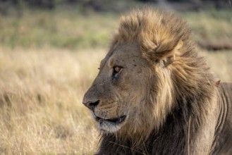 Lion (Panthera leo), animal portrait, adult male, lying in dry grass, Khwai, Okavango Delta, Moremi