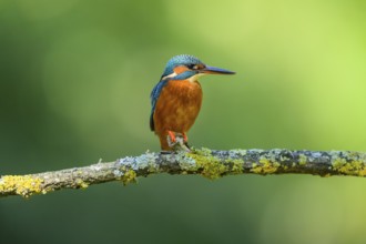 Common kingfisher (Alcedo atthis) sitting on a branch with autumncolours, wildife, Catalonia,