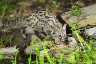 Common genet (Genetta genetta), wildlife in a forest, Montseny National Park, Catalonia, Spain,