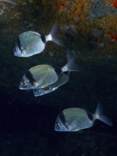 Four two-banded bream (Diplodus vulgaris) swimming in a dark underwater scene, dive site L'anse aux